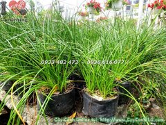 Cây cỏ hẹ - Cơ Sở Cây Cảnh Hoa ILG